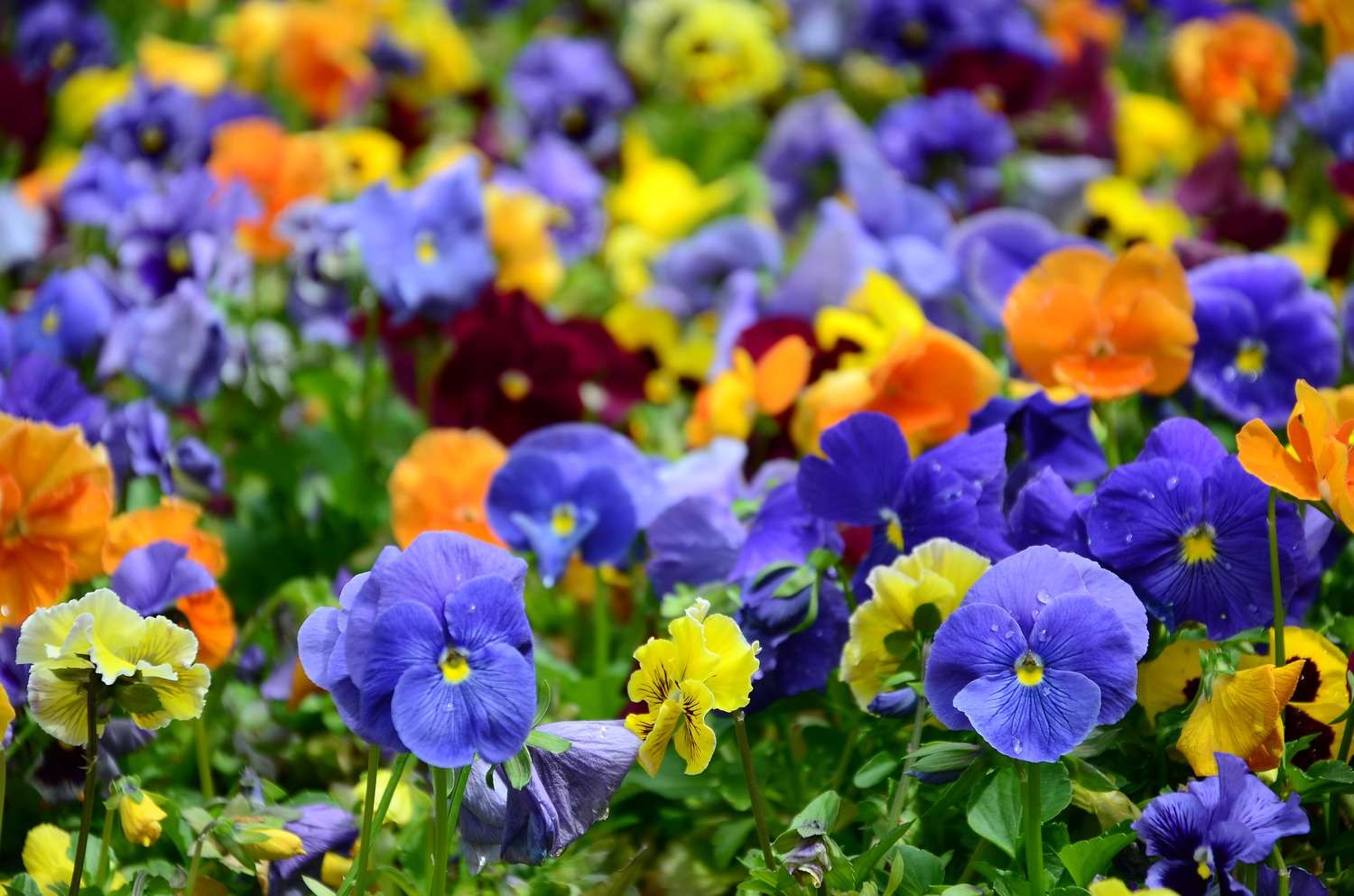 Seasonal Decor and Planting landscape example