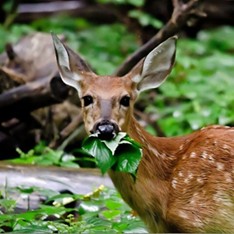 Deer treating your garden as an all you can eat salad bar? Fight back with deer-resistant plants in the right place.
