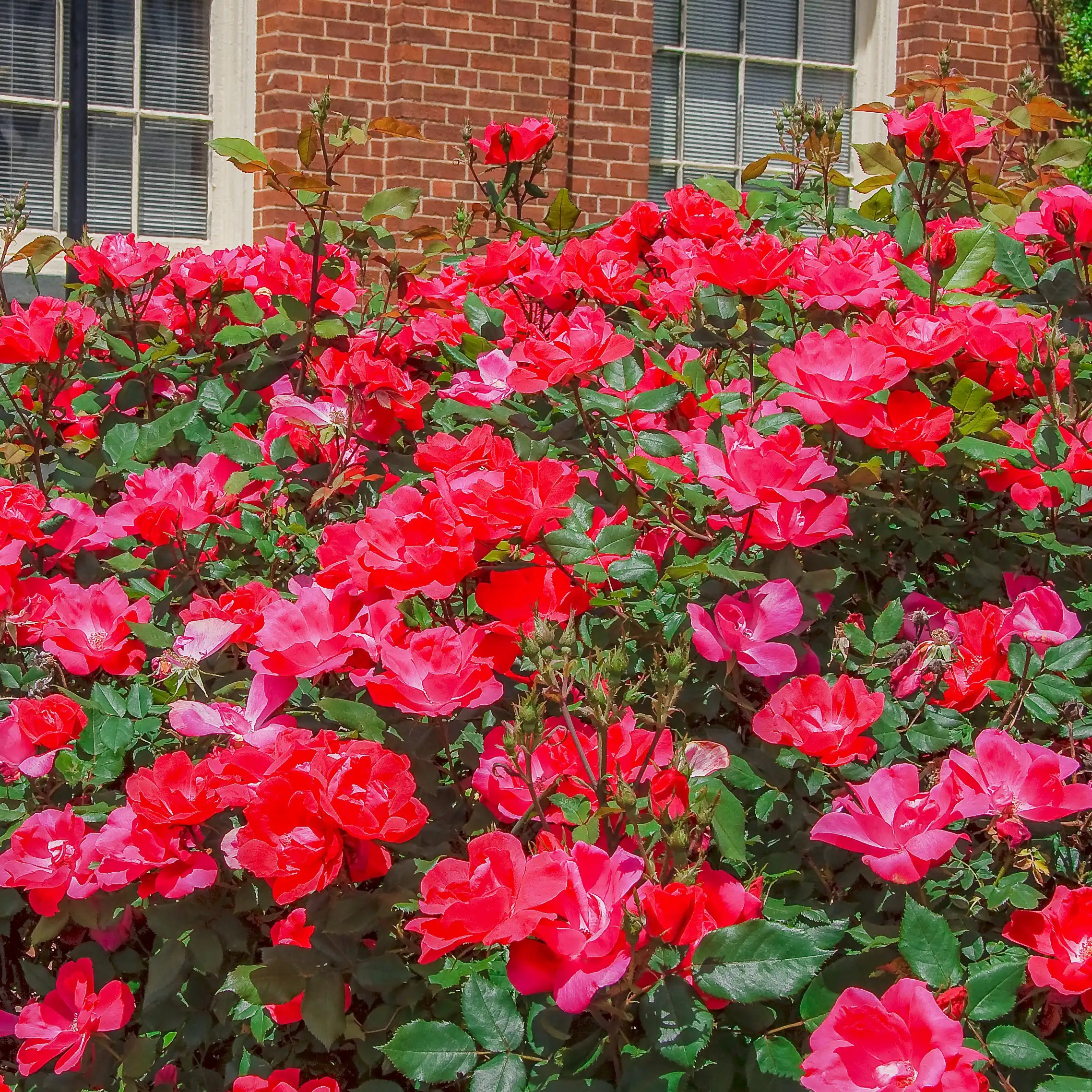 War of the Roses: Taming Knockout Roses & Rosemary