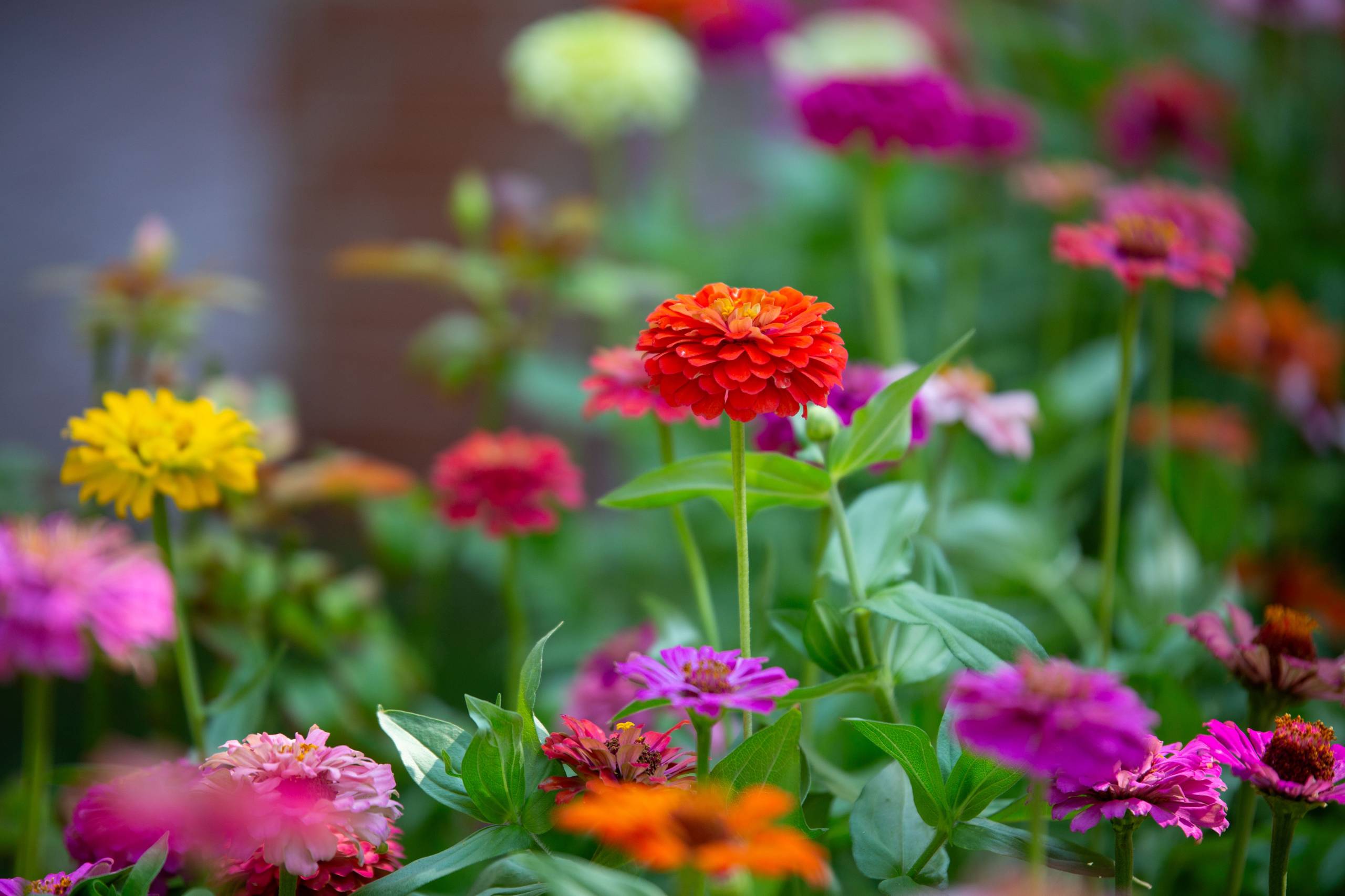 Why I Love Zinnias: A Complete Guide to Their History, Best Varieties, and Care Tips