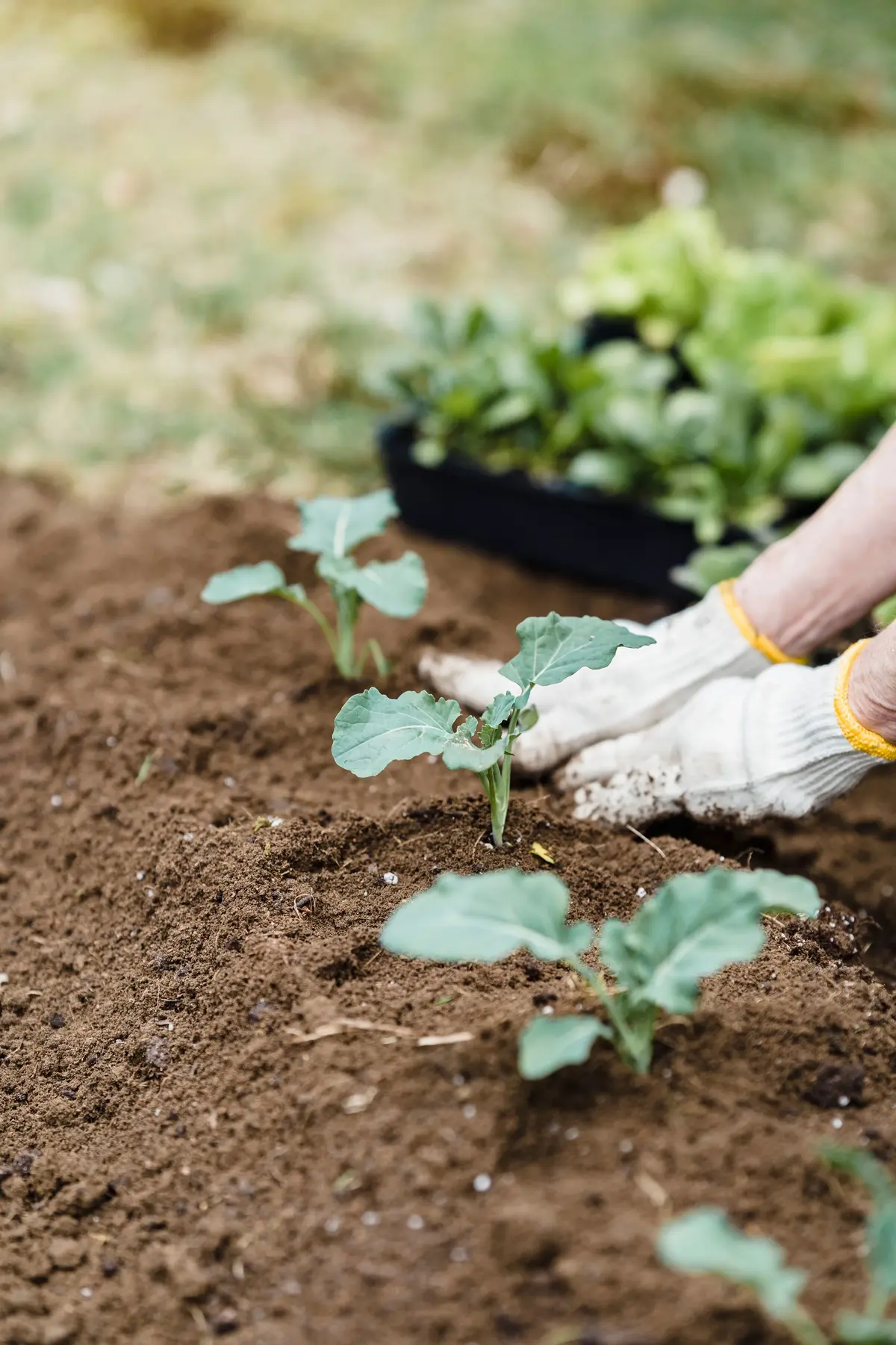 Garden seedlings planted in soil with room to grow