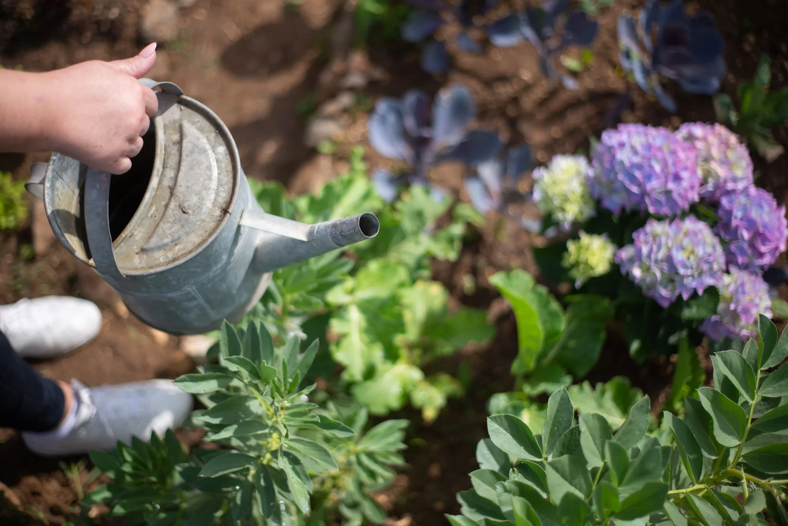 Gardener working with plants in an outdoor garden bed