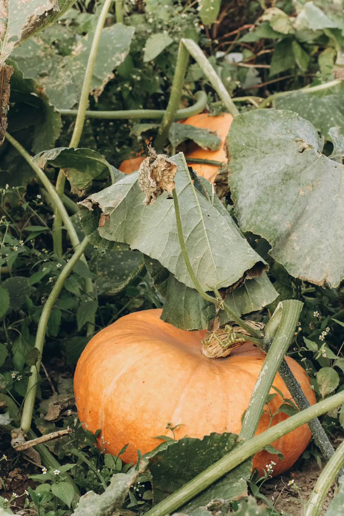 Pumpkin growing on a vine among broad green leaves