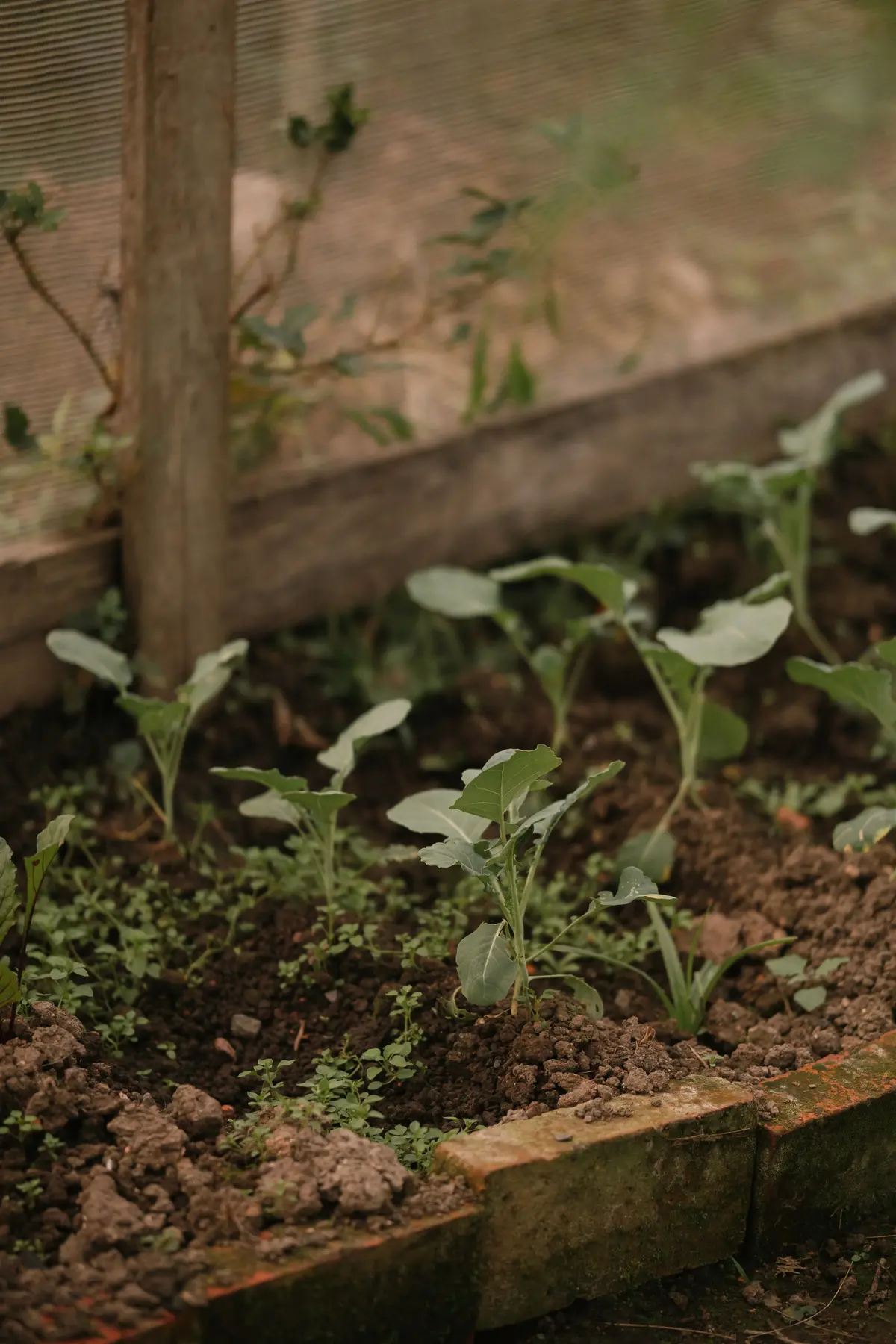 Garden soil and young plants in a planted bed