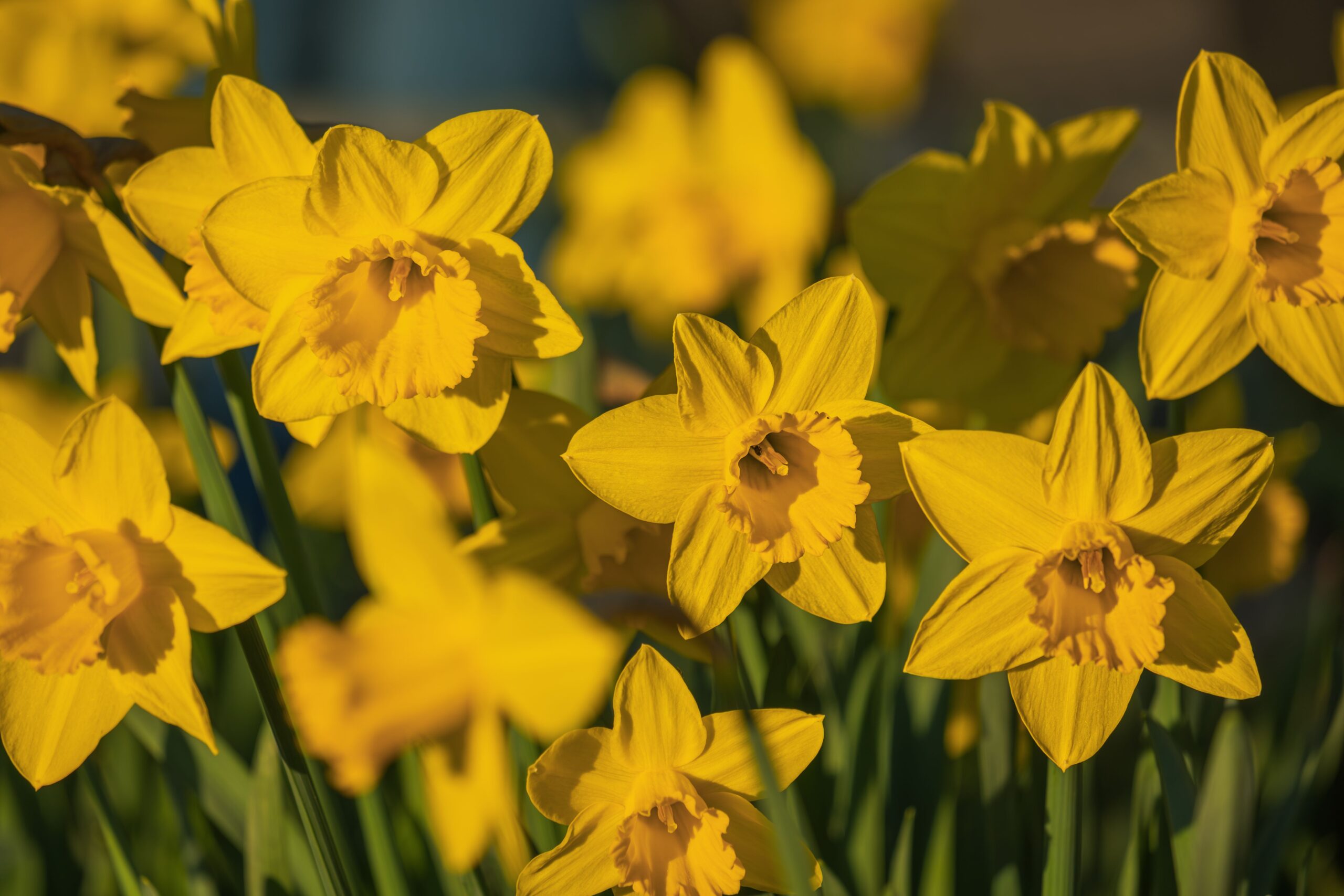 Planting Daffodils in the South: The When, Where and How.
