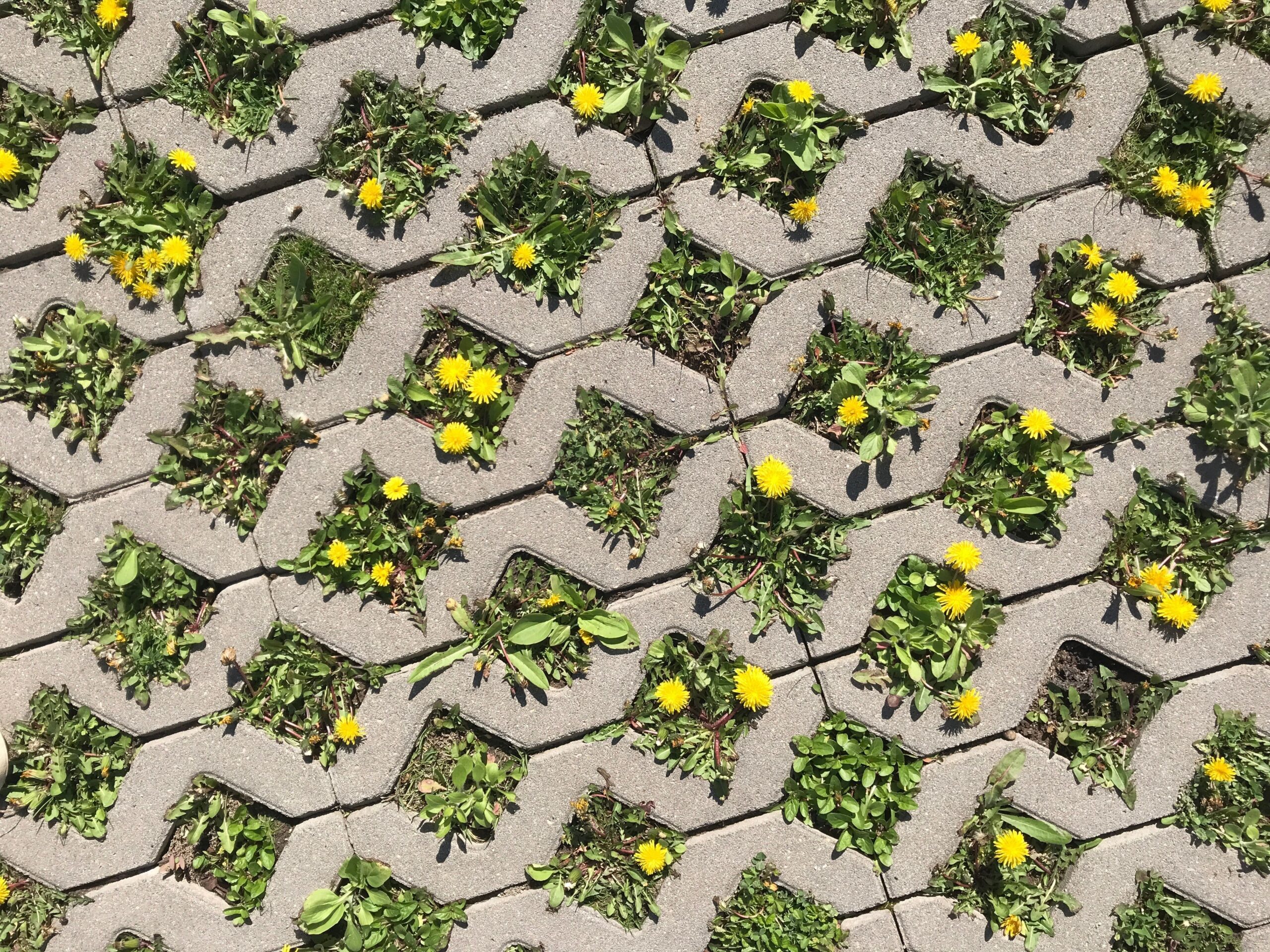 How to Fight Weeds Between Your Pavers