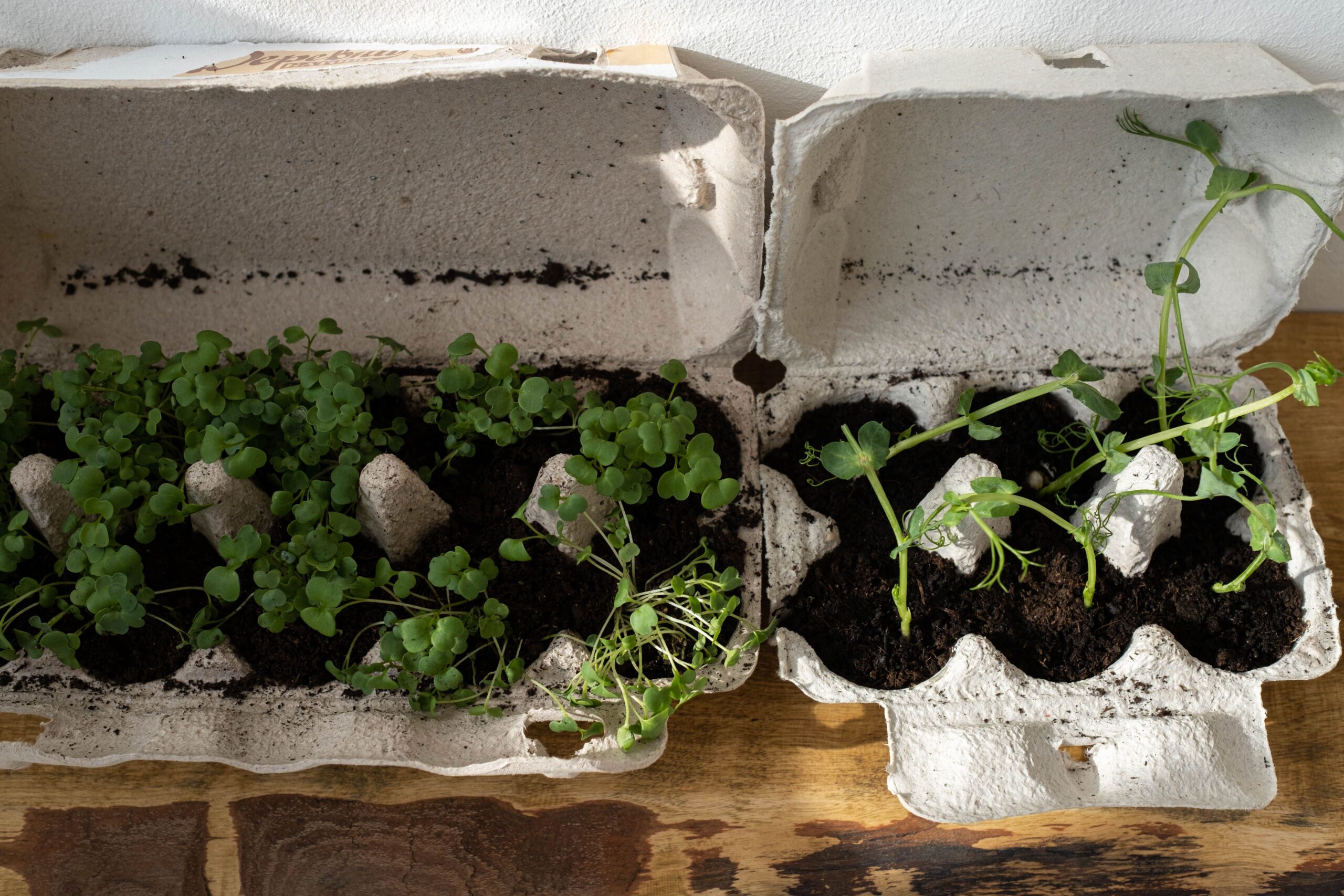 Gardening Tools: What You Actually Need- and What You Can Skip.